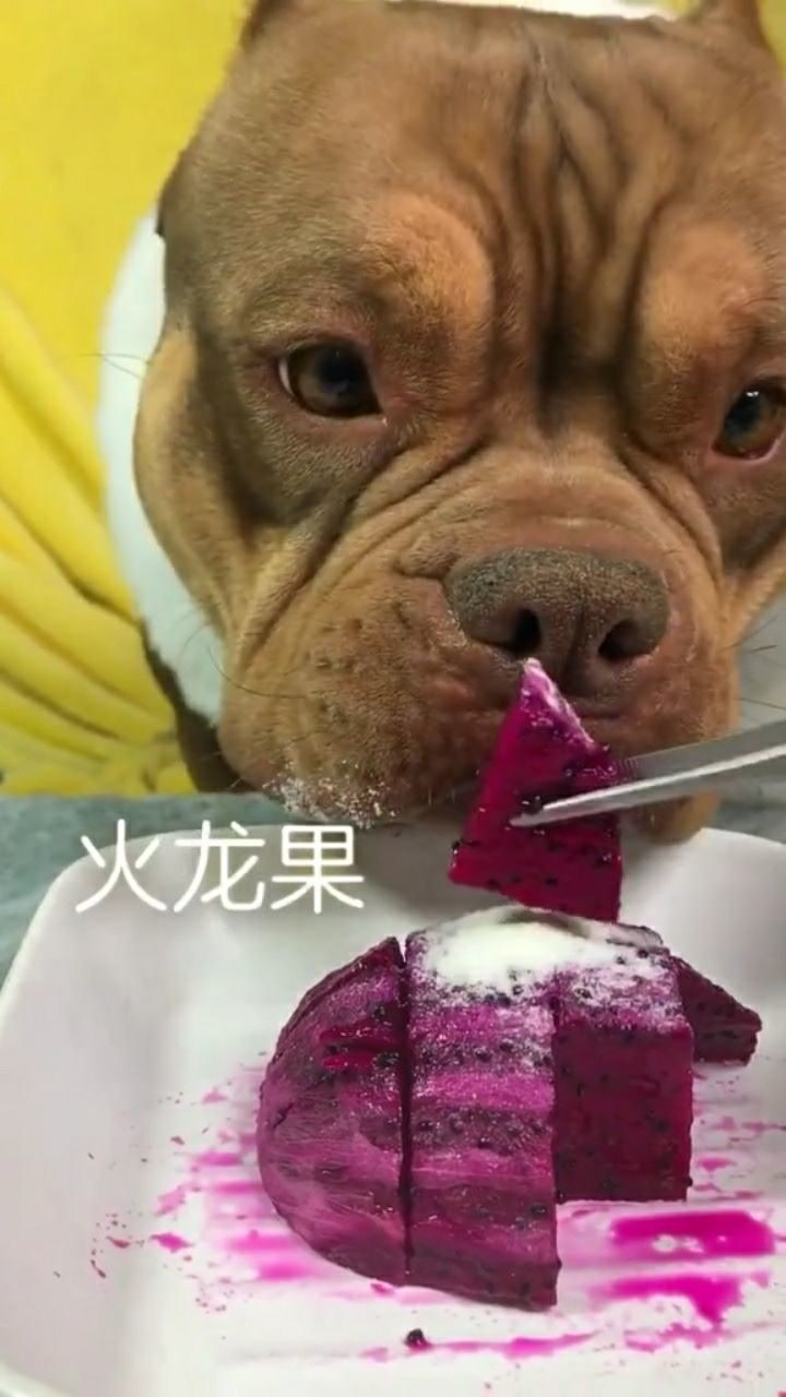 美国恶霸犬吃火龙果
