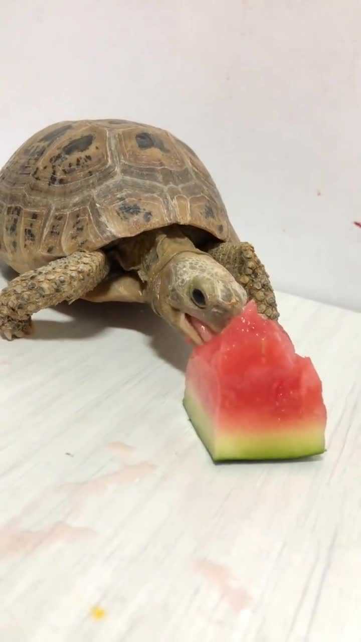 看小龟自己吃西瓜那么费劲主人帮它拿了起来亲自喂它吃