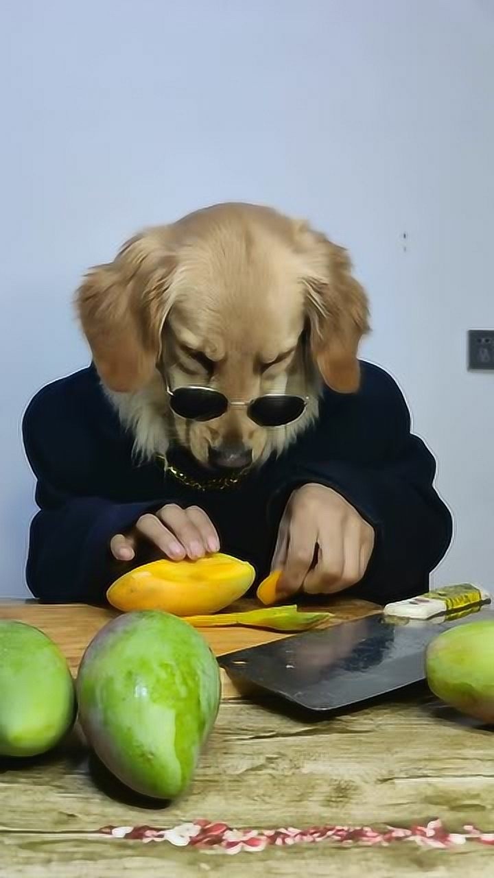 原来狗也吃芒果的,涨知识了