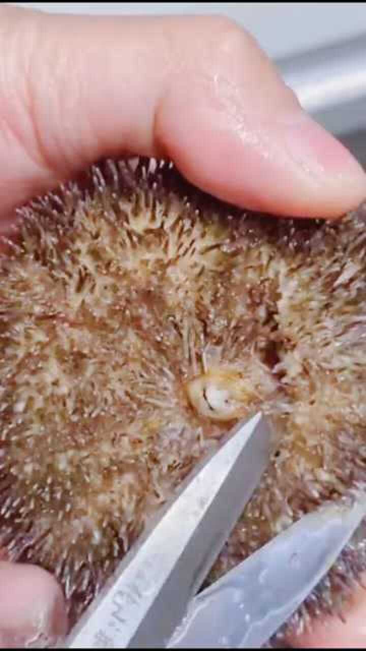 海胆可以吃剪掉外面刺从一个眼开始敲掉壳处理清洗剩下黄黄了生吃也