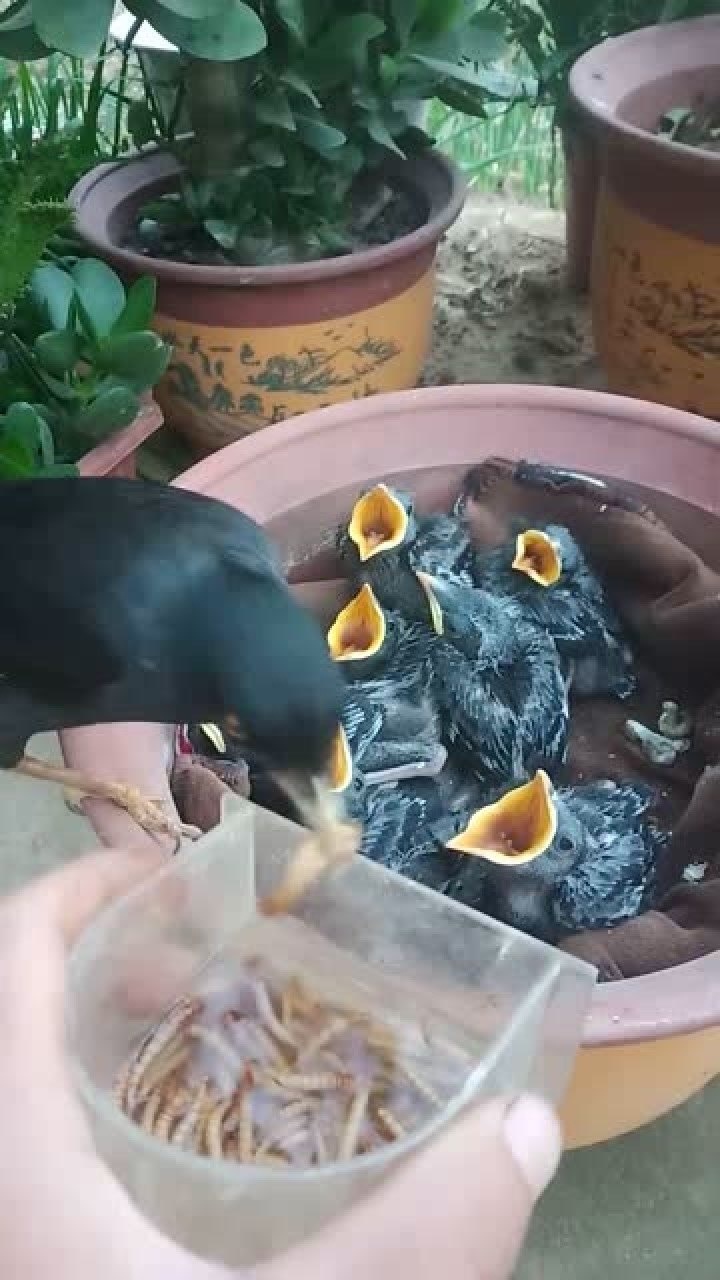 人工散养繁殖小八哥鸟出壳十二天鸟妈妈给它们喂虫子