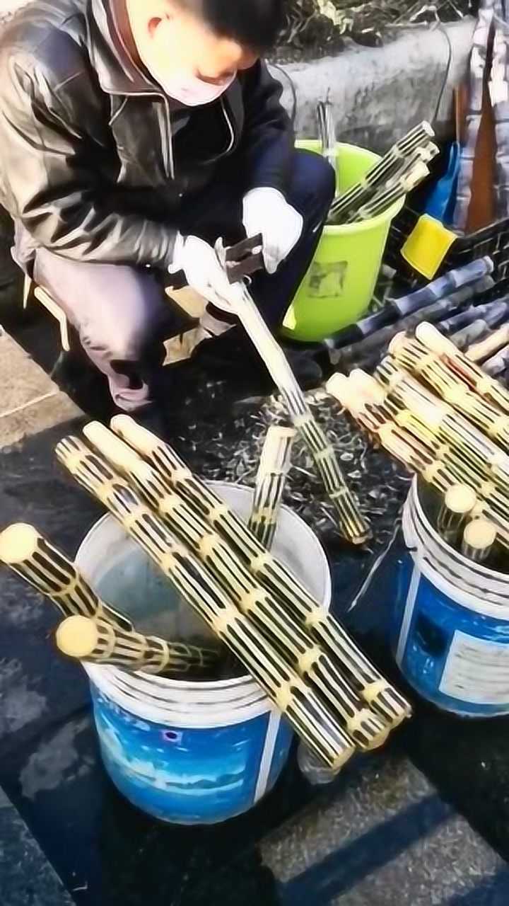 牙齿咬甘蔗起鸡皮疙瘩怎么办(牙齿咬甘蔗起鸡皮疙瘩怎么办图片)
