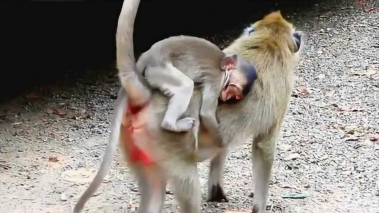 受伤的小猴子没有力气趴在妈妈背上奄奄一息太让人心碎了