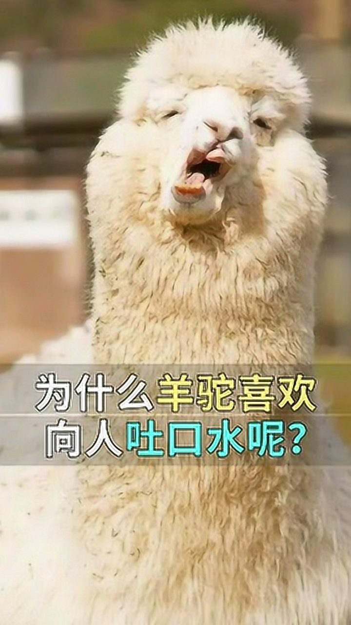 为什么羊驼喜欢向人吐口水