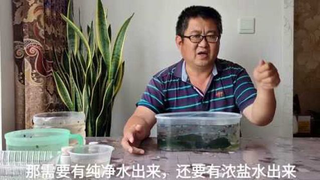 小区安装了活净水,可以直接养孔雀鱼吗?余月从两个方面进行分析,这样最好