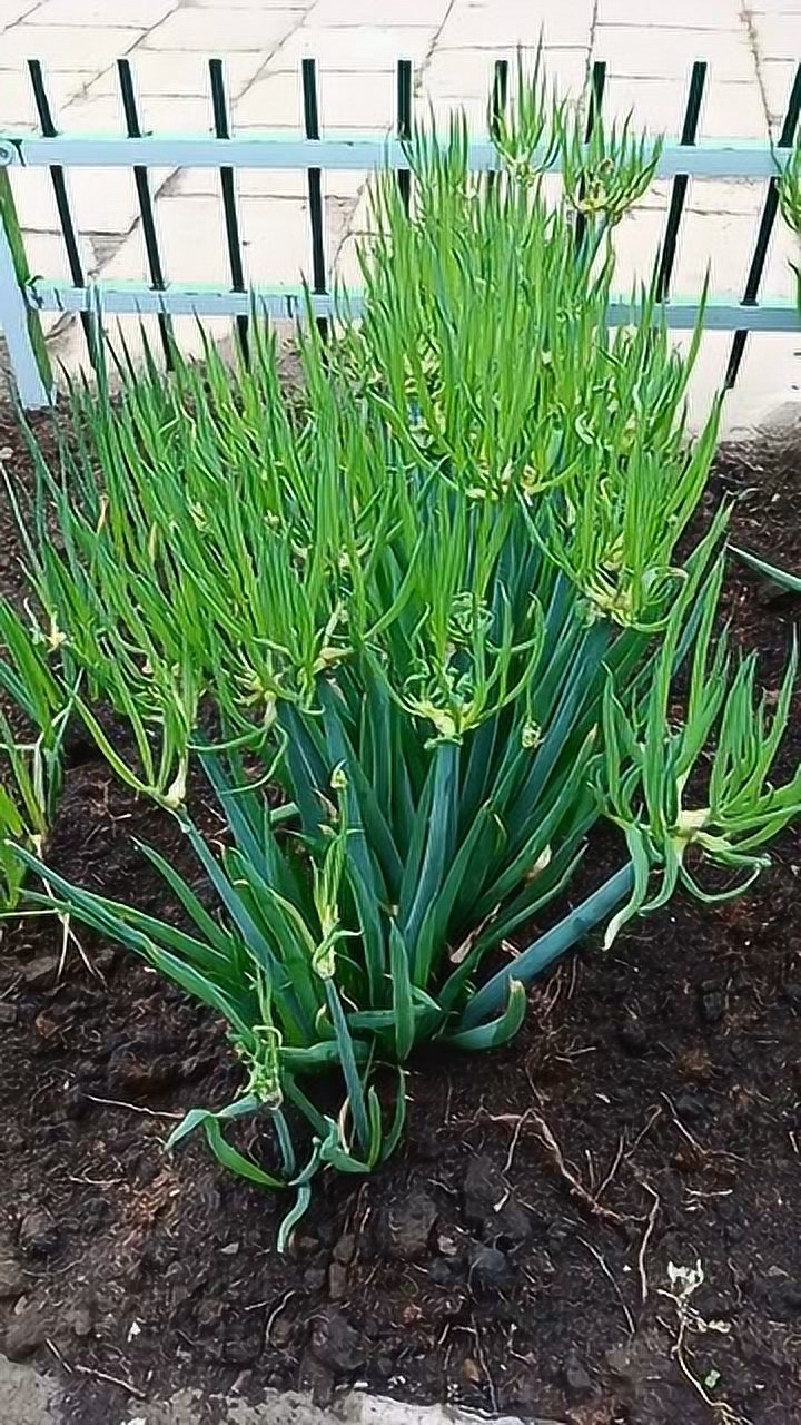 头一次见葱上长葱难怪叫楼葱不知道是大葱辣还是小葱辣