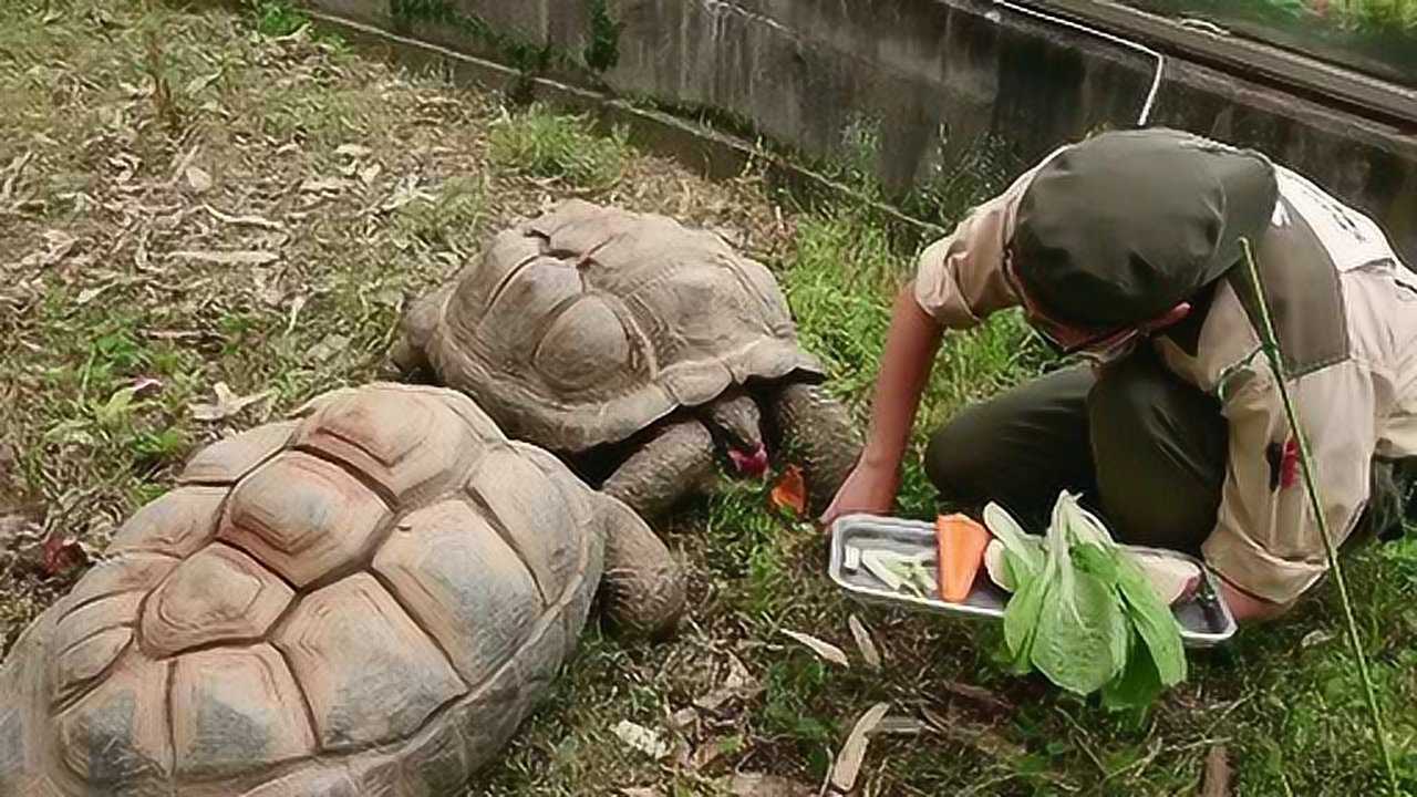 動物飼養員和烏龜的關係太好了親自給烏龜餵食物