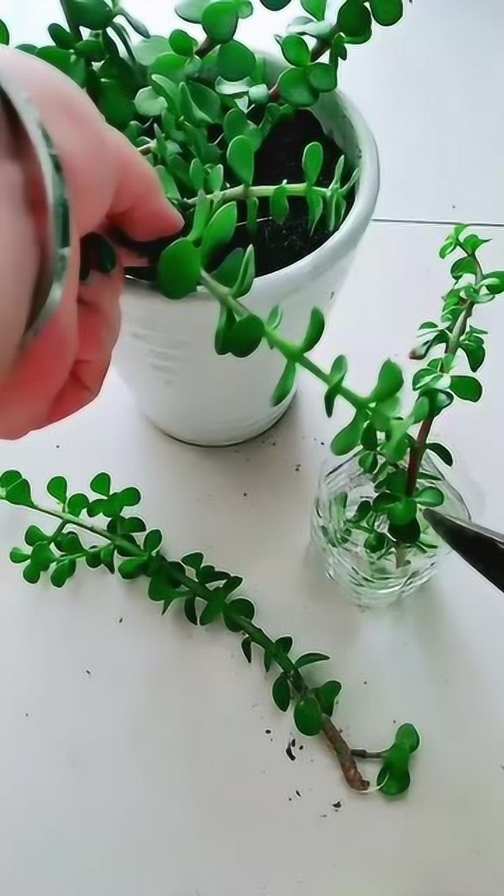 金枝玉叶的扦插方法,牢记这些小技巧,让你少走弯路