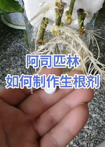 阿司匹林如何制作生根水