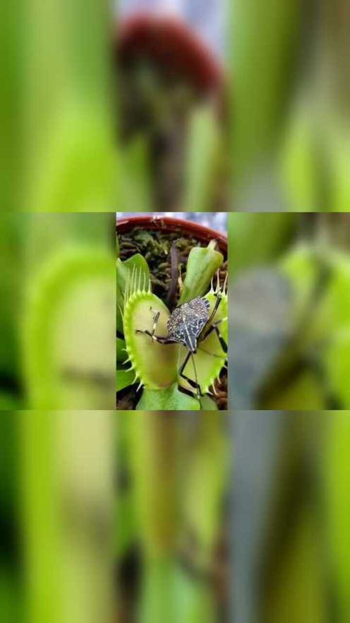 食人花吃虫子,看到最后的一幕,是虫子在呼救吗?