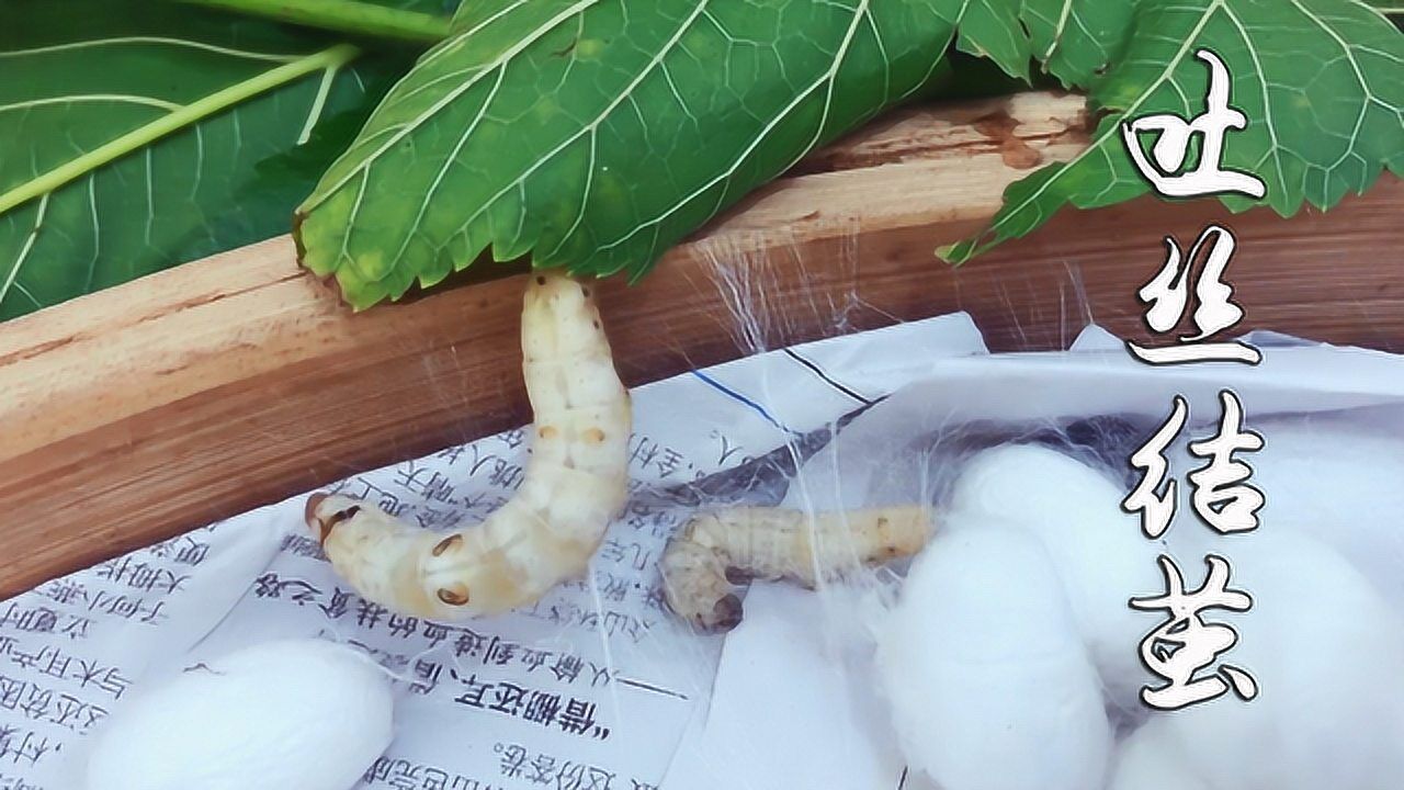 蚕的一生：30天记录蚕成长到吐丝结茧全过程，然后破茧成蝶！