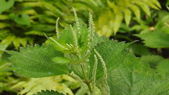 普通的沟边野菜,却能治疗骨折伤肿,这种草药很神奇!