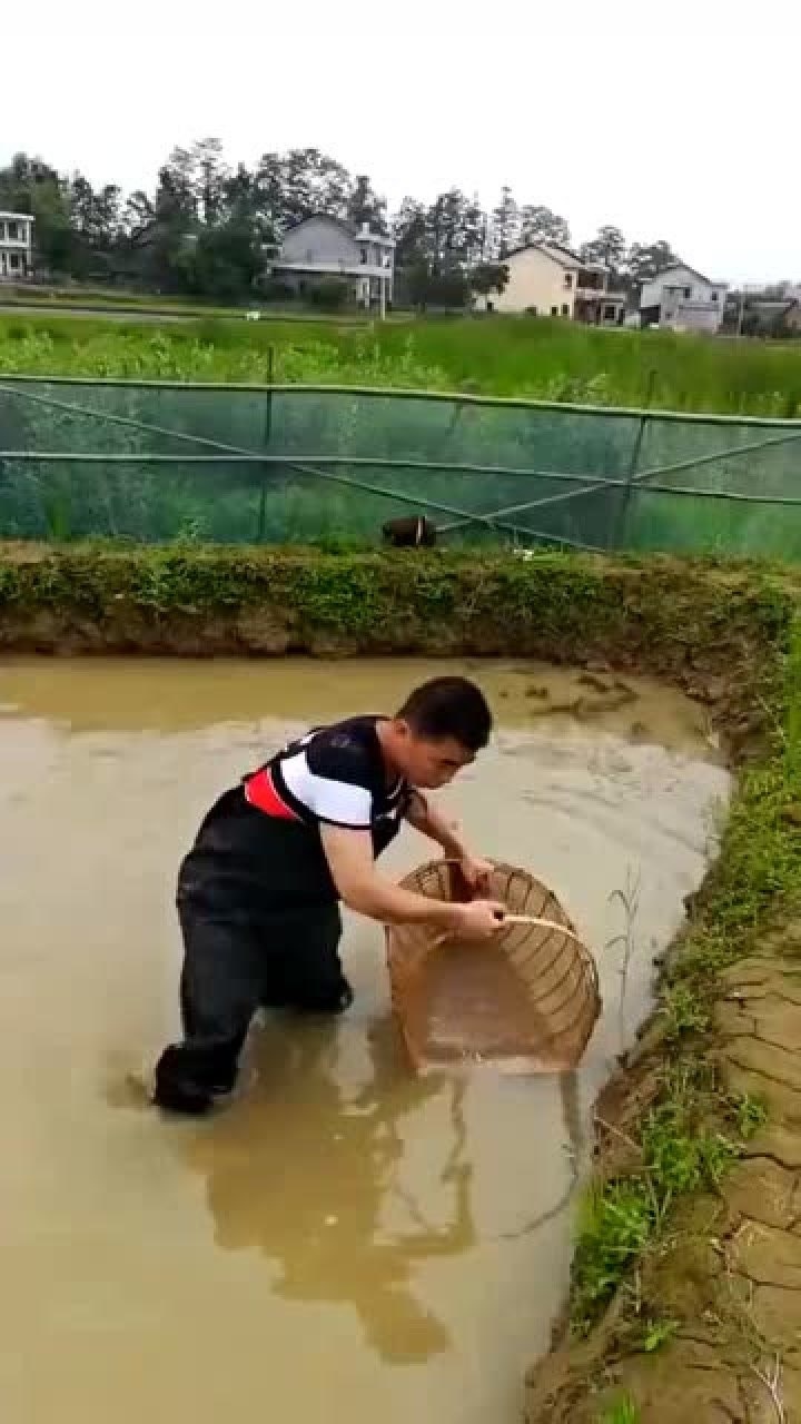 下河捞鱼小哥用个筐就能捉上来果然高手在民间