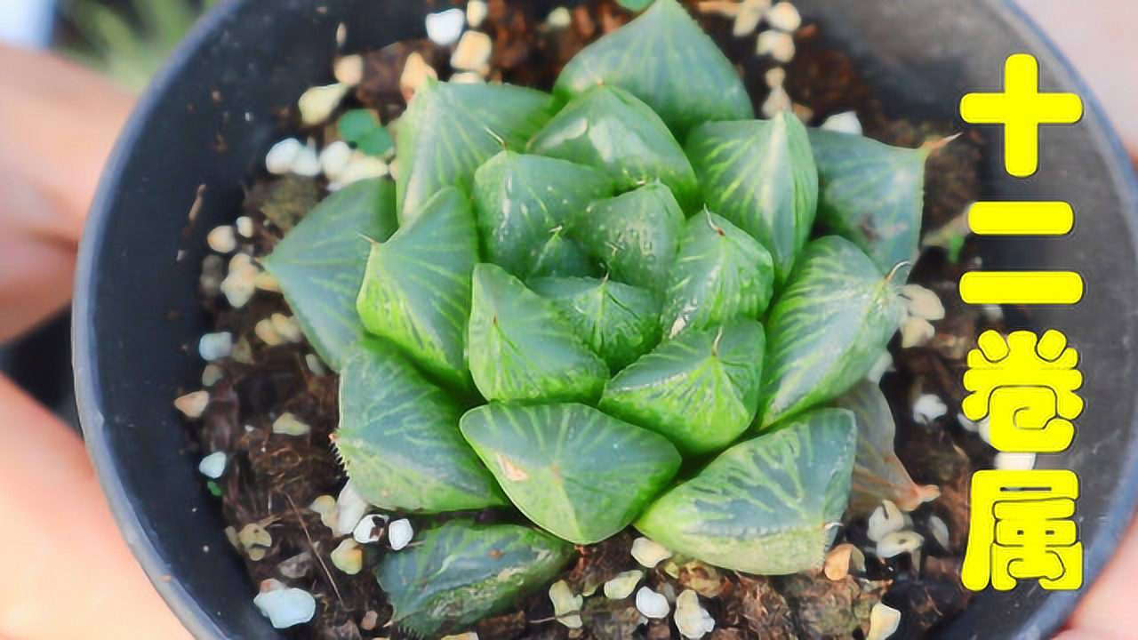 多肉新手入门之十二卷属多肉 简单科普一下玉露 万象 玉扇 寿