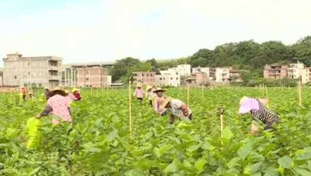 小小桑芽菜 引领贫困户走上致富路