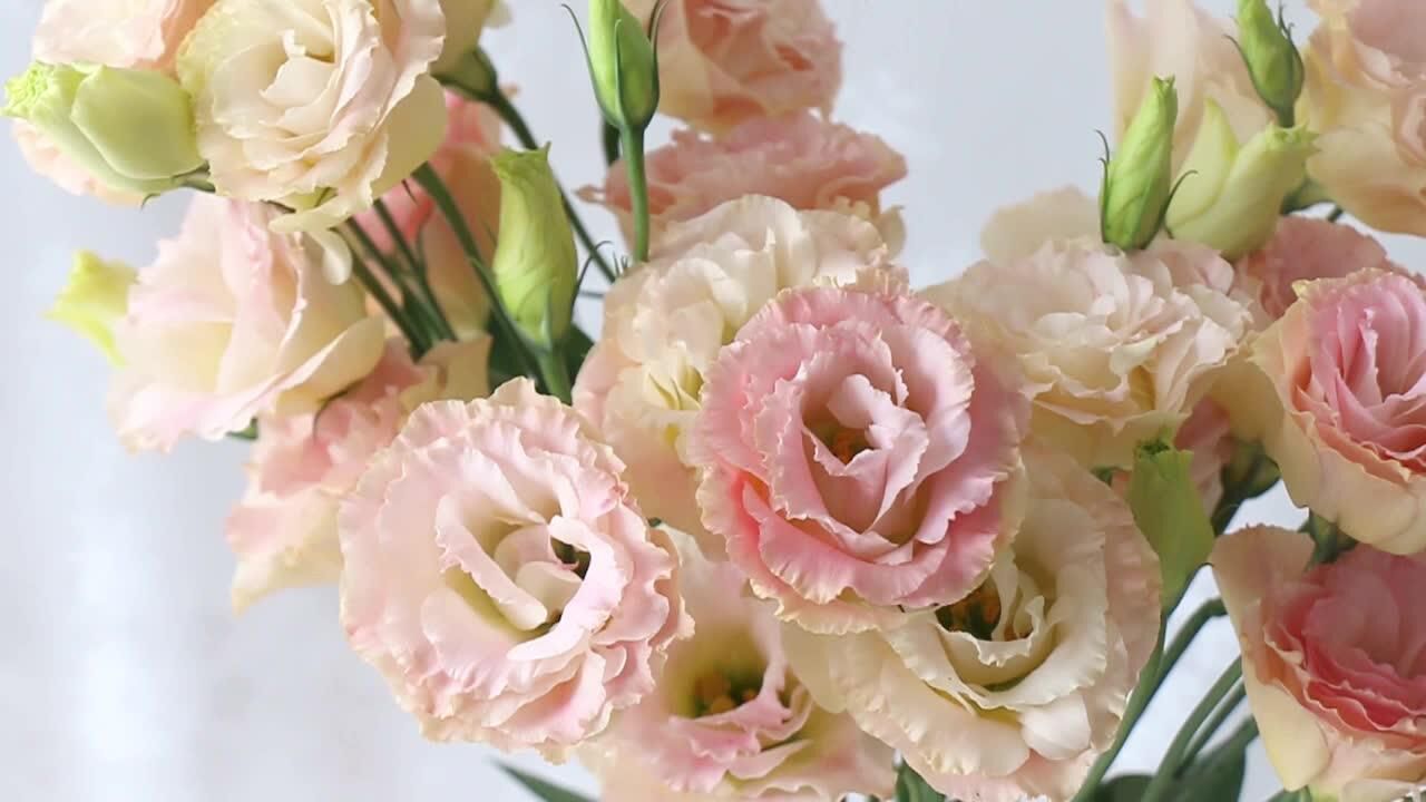 花甜鲜花 香槟色洋桔梗