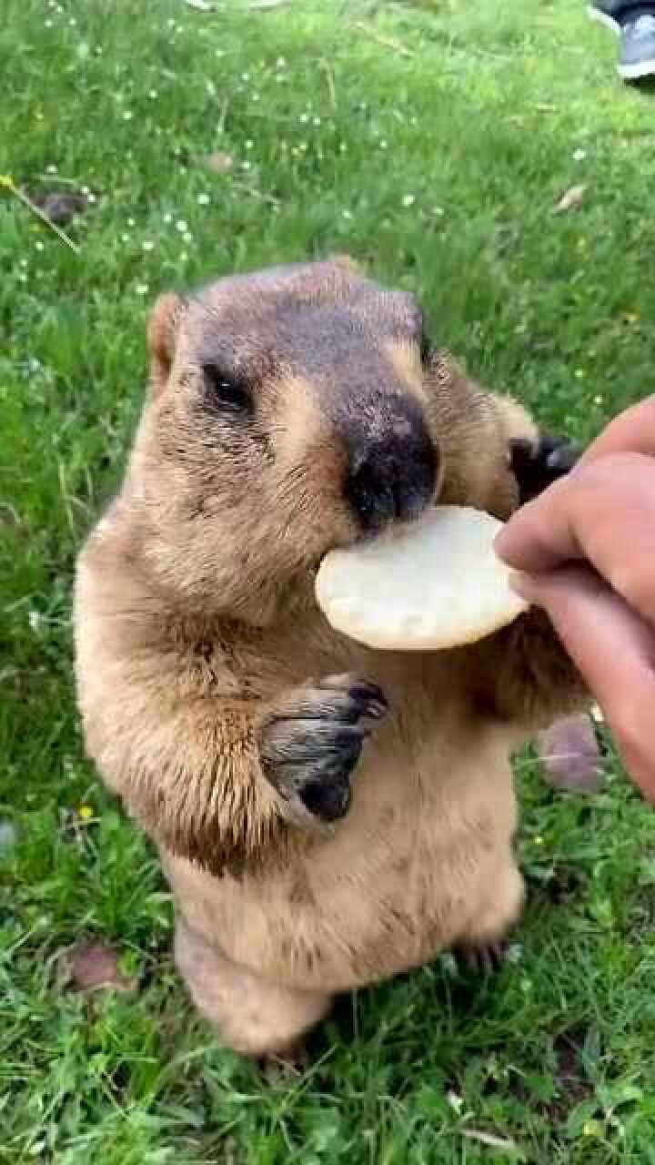 土拨鼠吃雪饼