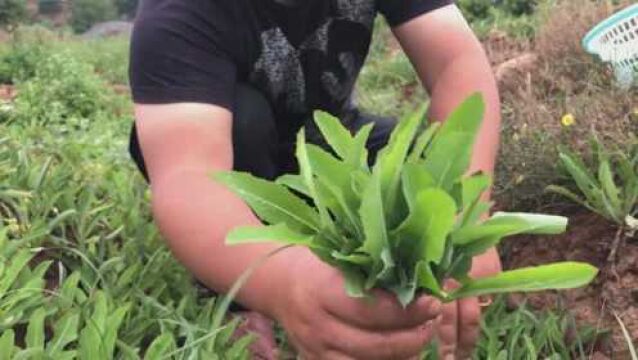 最适合夏季吃的当季野菜,苦苣菜又叫苦麦菜,它的妙用是真厉害