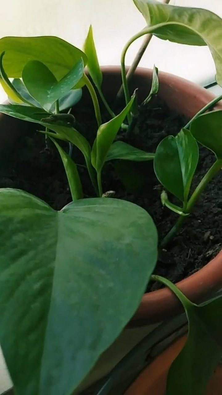 今天教你们扦插绿萝