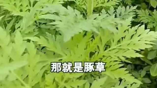 入侵中国90年的恶草.这种草能导致人过敏,现如今已扩散的全国!