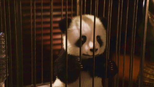 大熊猫被坏人绑架，动物们集体出动营救，一部奇幻动物电影