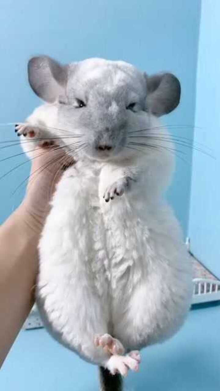 成年龙猫大概就是这个体型