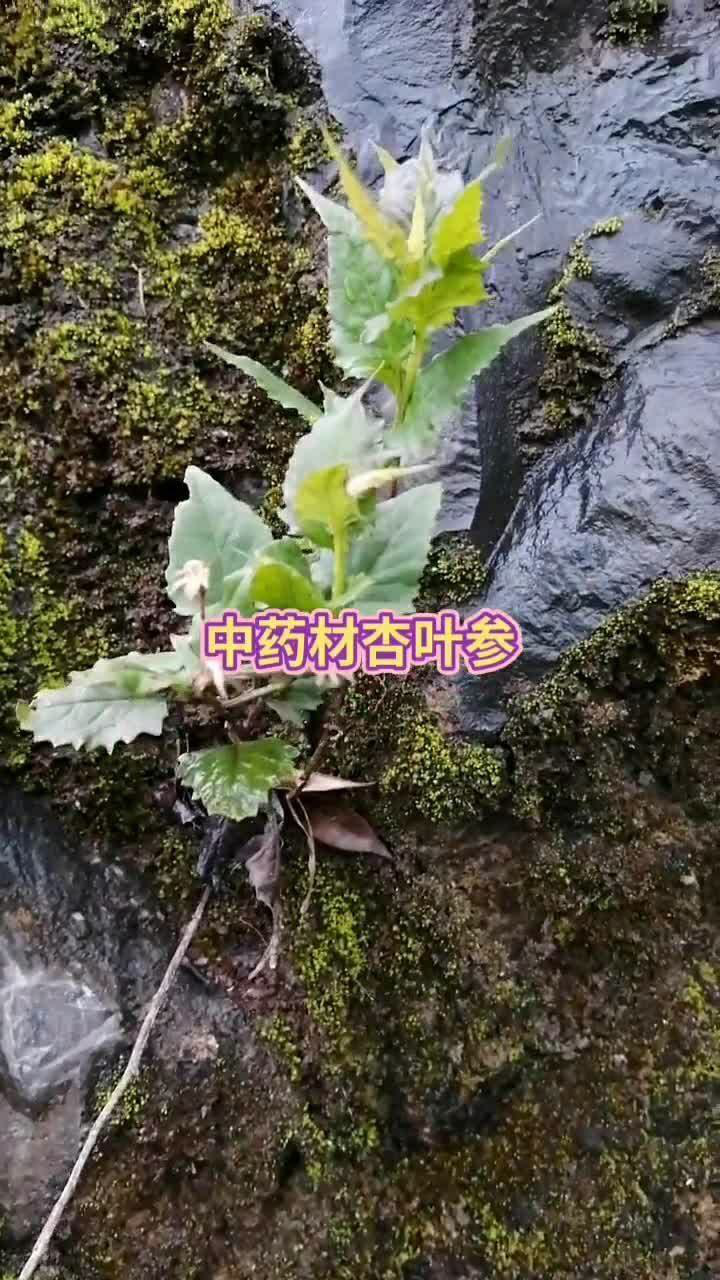 中药材杏叶参的功效,强筋骨,化痰的功效!