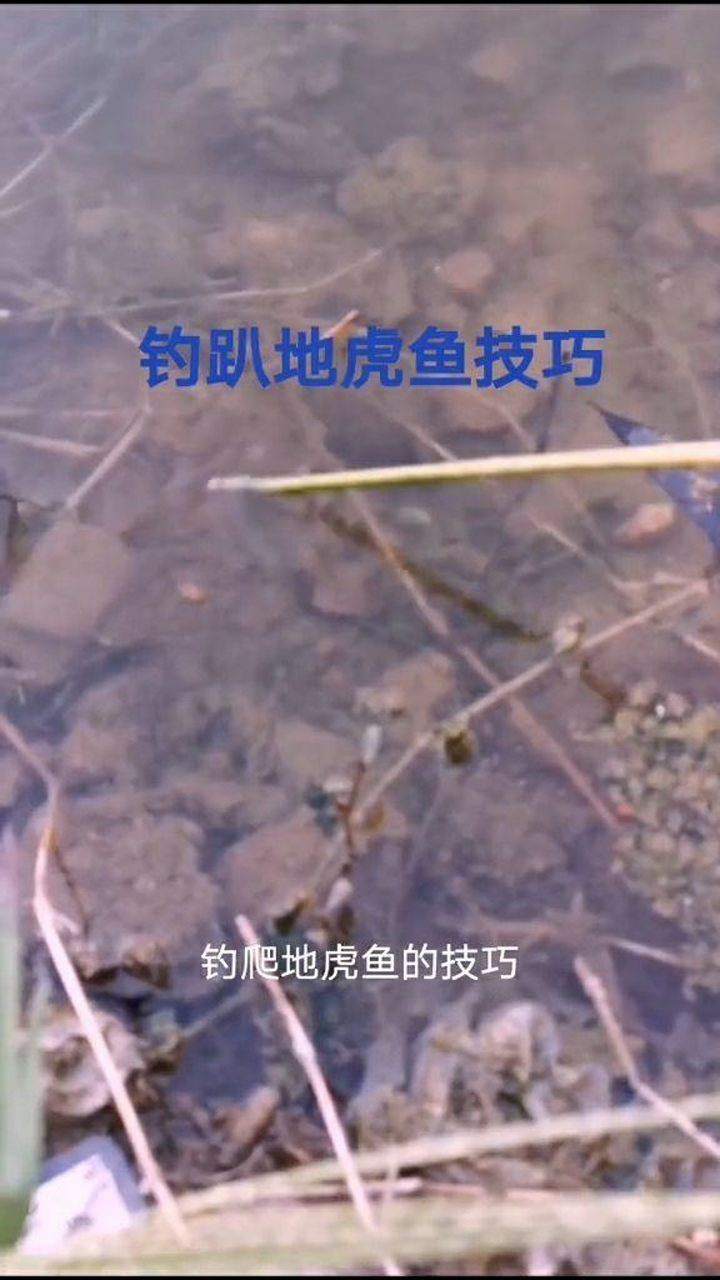 钓趴地虎鱼的技巧