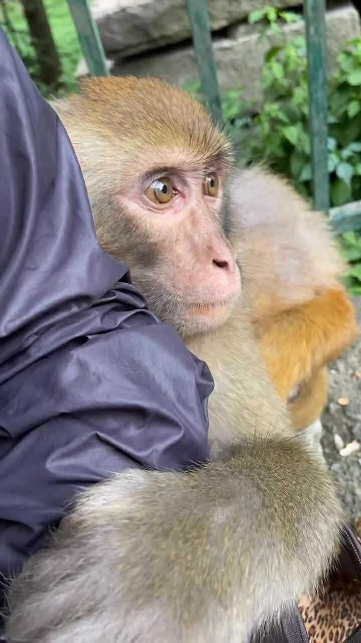 猴子扒着胳膊不松手,这是几个意思啊!