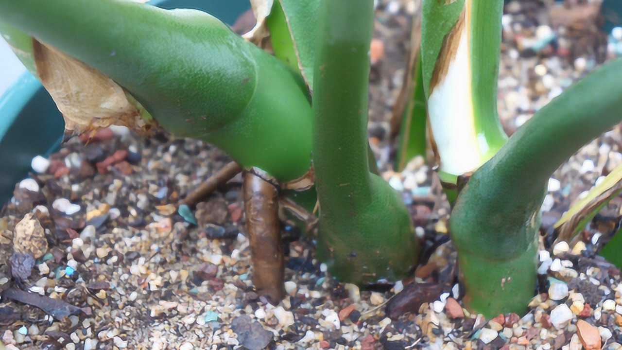 養龜背竹,盆土裡有螞蟻怎麼處理?一招輕鬆搞定,避免它築巢!_騰訊視頻