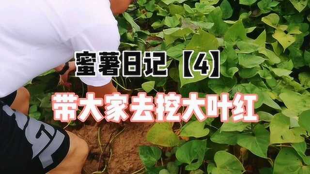 蜜薯日记4,带大家去六鳌挖大叶红