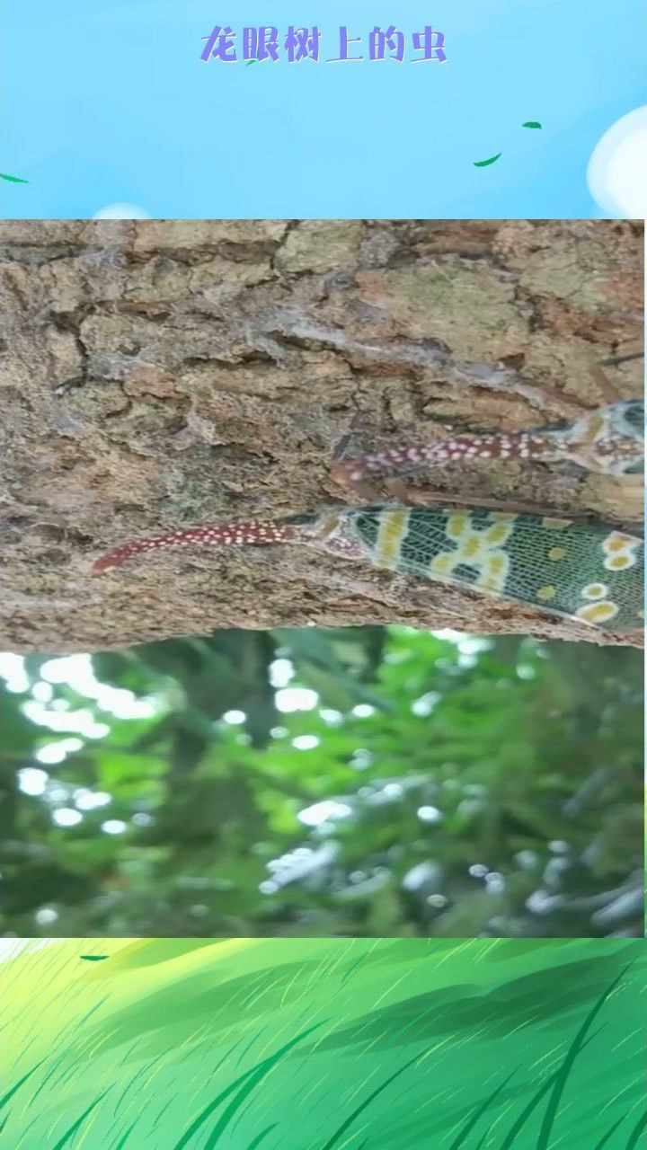 龙眼树上的虫