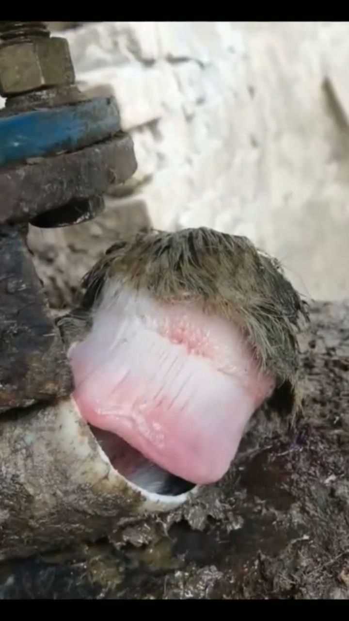 活到老见识到老驴蹄子去掉外壳的一幕里面的结构让人想不到活到老见识