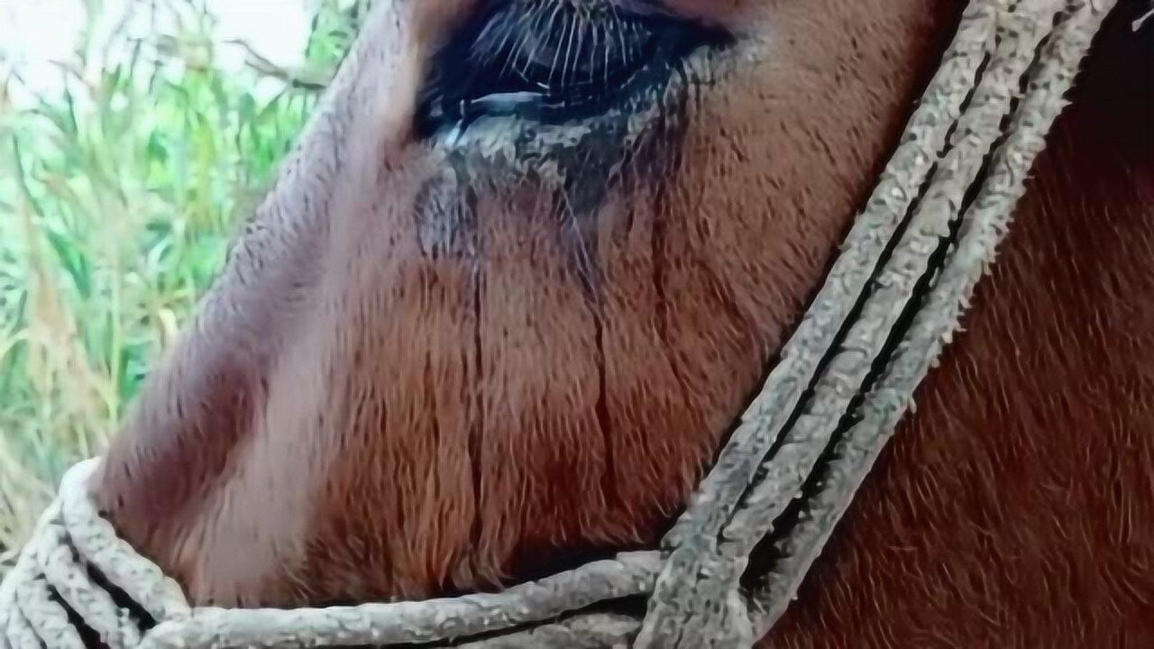 只怪这首歌曲太伤感马儿都被听哭了可想而知这是一只多么感性的马