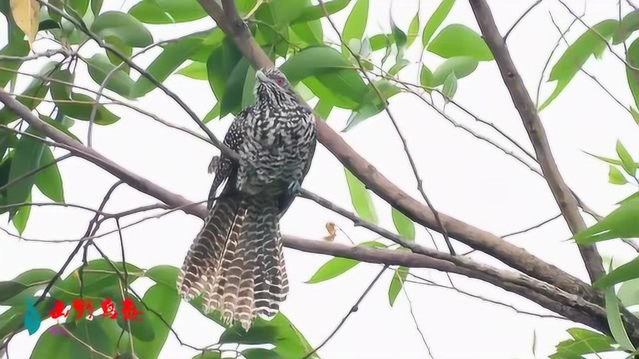 难得一见的红眼睛噪鹃母鸟,尾巴散开好漂亮,附近有噪鹃公鸟叫声