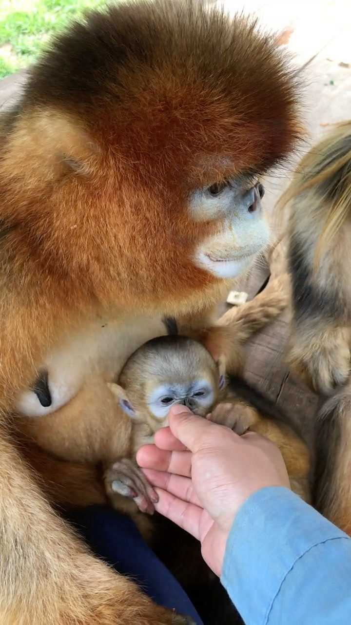 人乳喂养小金丝猴图片