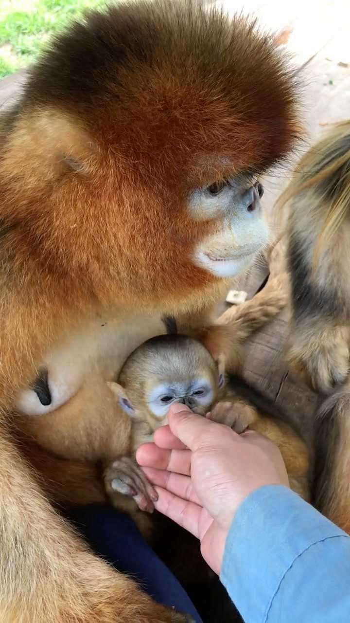 金丝猴宝宝真可爱