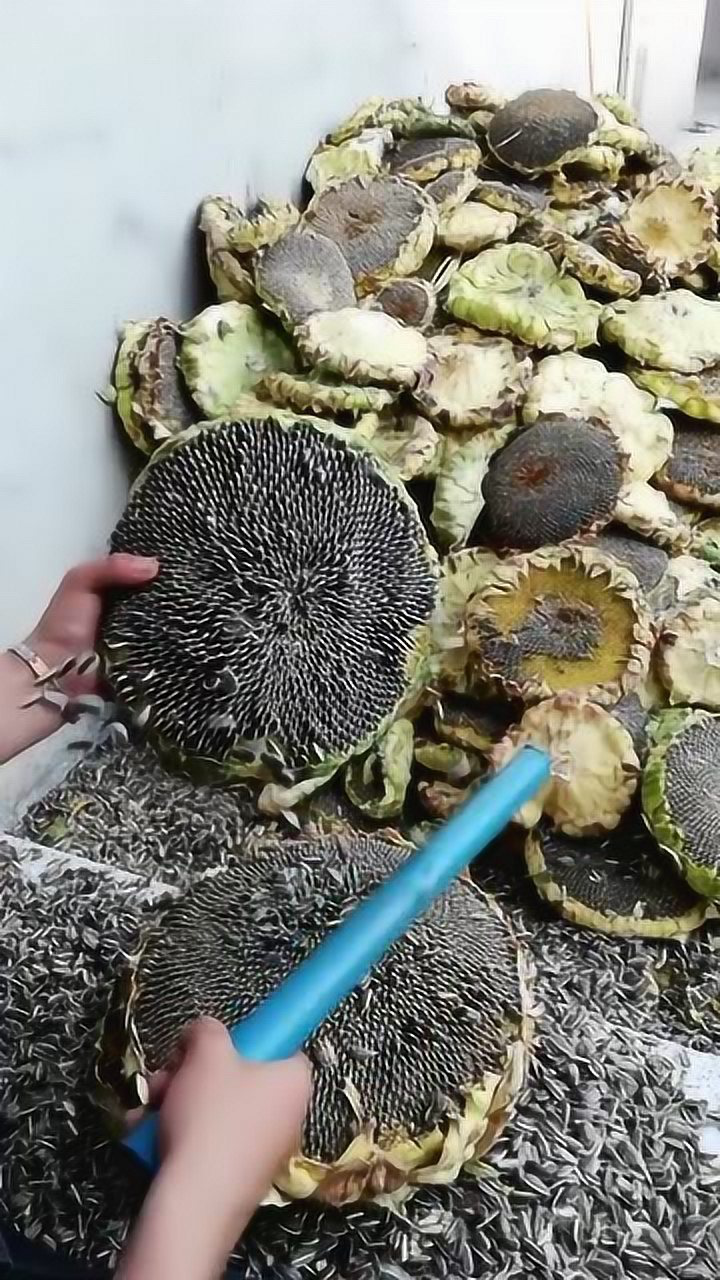 原来向日葵瓜子是这么弄下来的