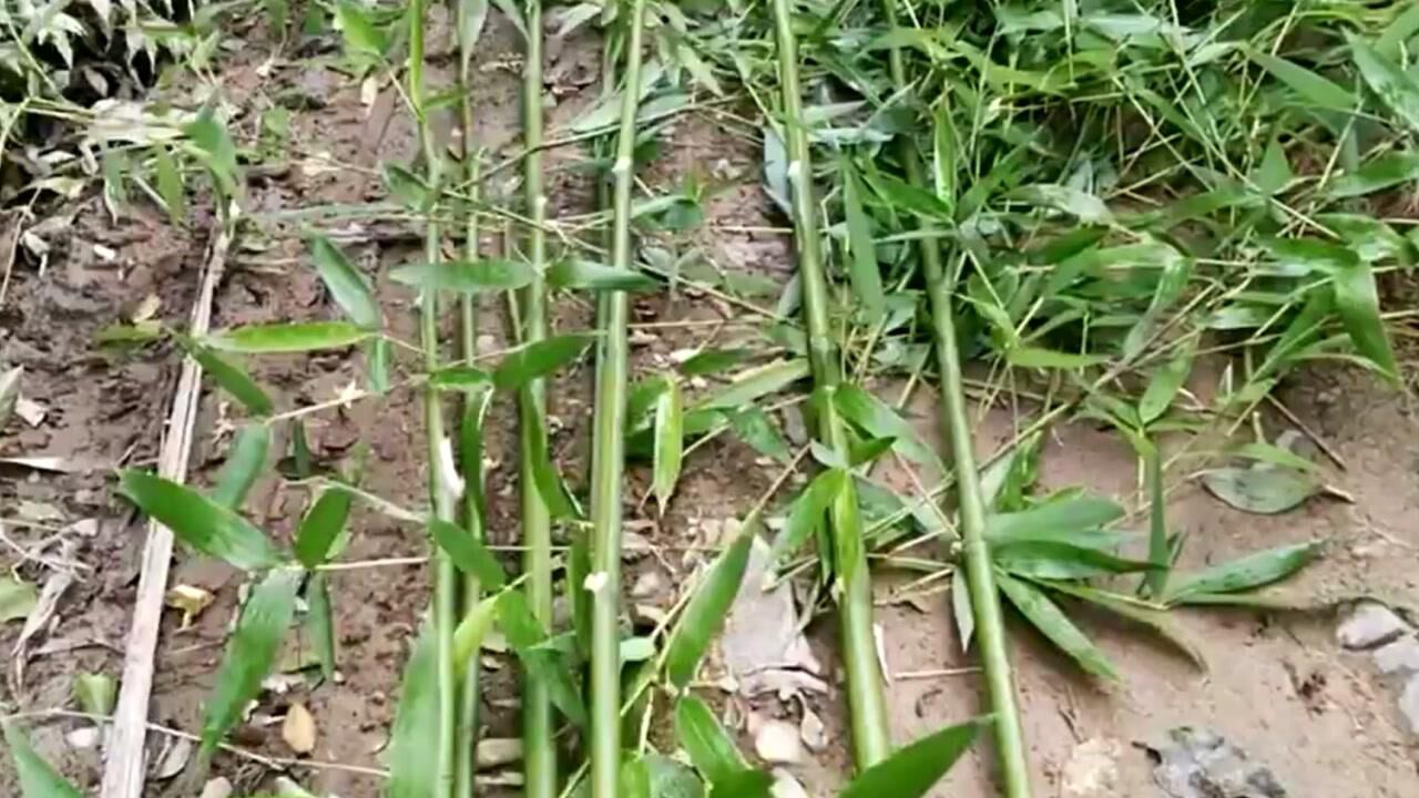 山上有很多野生竹子,砍来做藤蔓攀爬的菜架竹子,就地取材吧