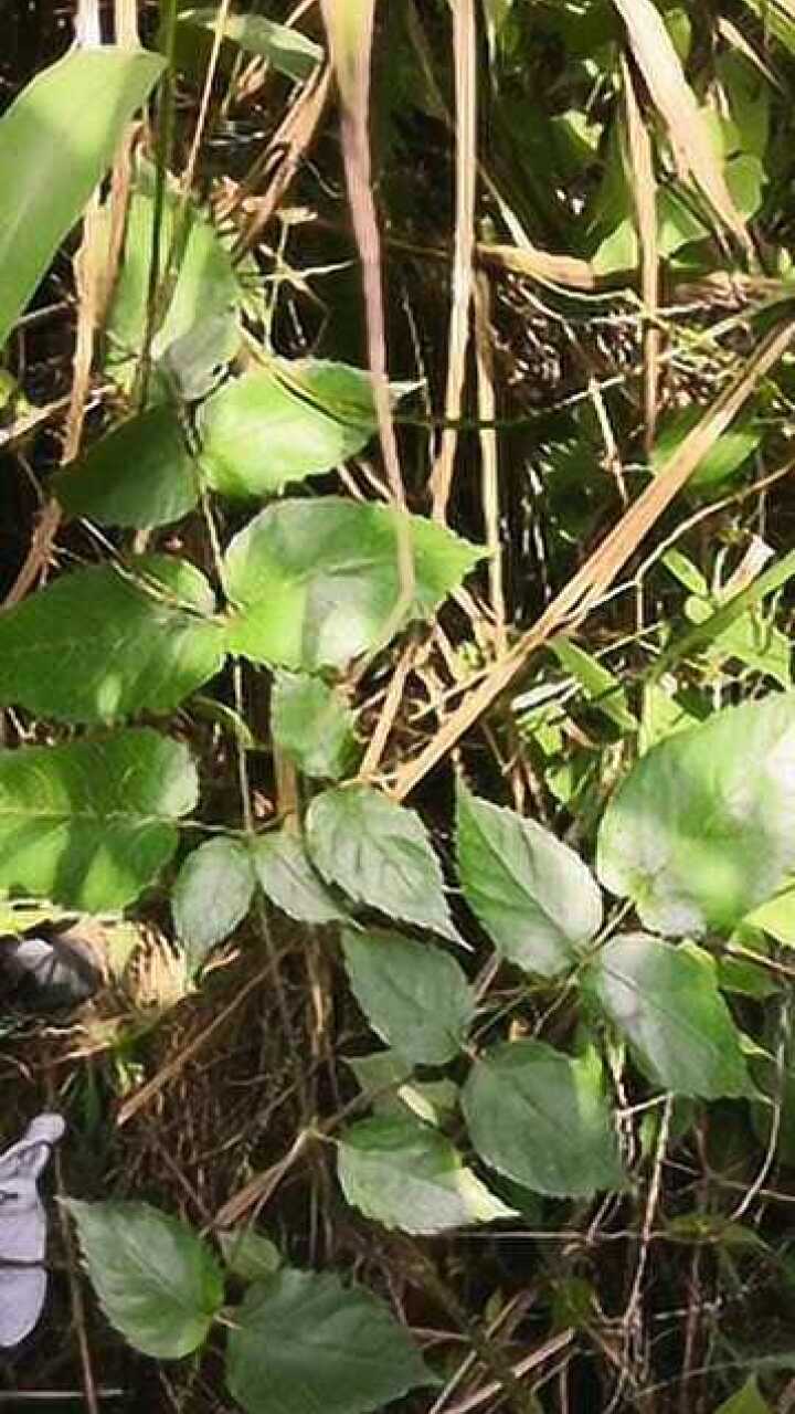 这种叫小鸟不站的带刺草药,它和大鸟不站有点区别,大家别搞混哦