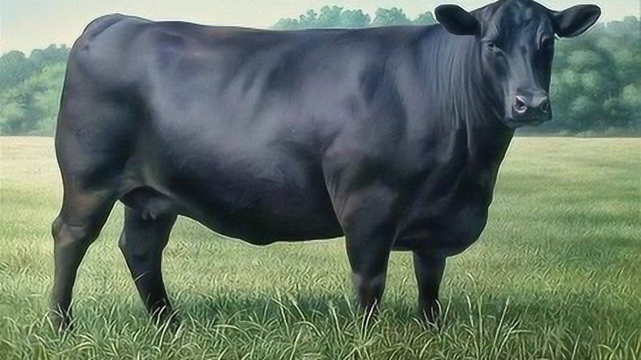 肉牛品种西门塔尔牛vs安格斯牛和海福特牛究竟谁能赢