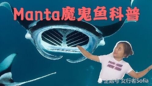 [图]【潜水员的鱼类辨识课】史上最全的manta魔鬼鱼科普视频