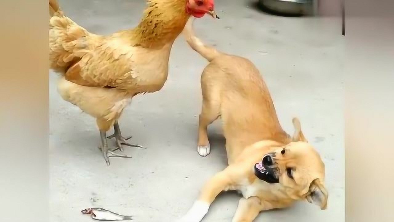 多亏是自己家的鸡否则鸡肉鱼肉就都是狗子的了1