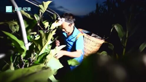 江上明珠丨重庆长江岛屿行 鱼洞中坝岛丰收的季节