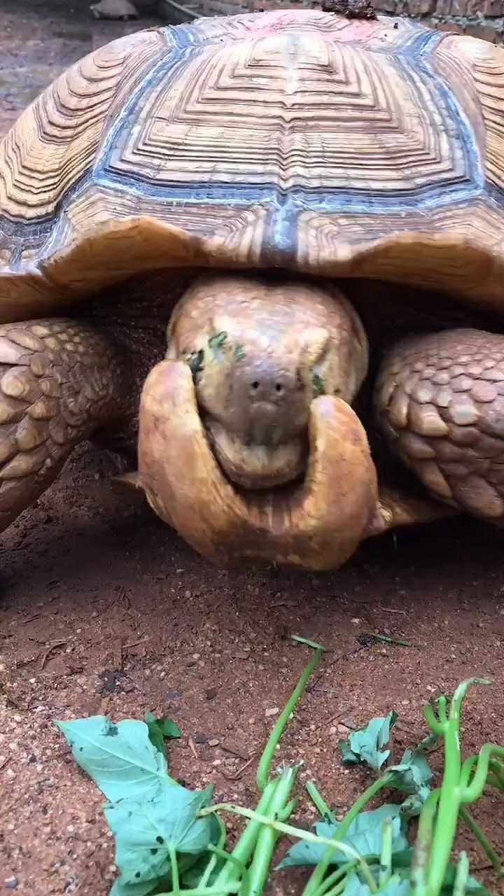 在动物园无意中看到的老龟龟前畸形需要做手术