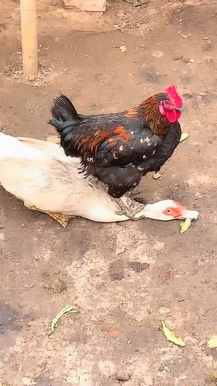 大公鸡不愧是村霸之一连鸭哥也不是对手现在知道十二生肖有鸡没鸭了