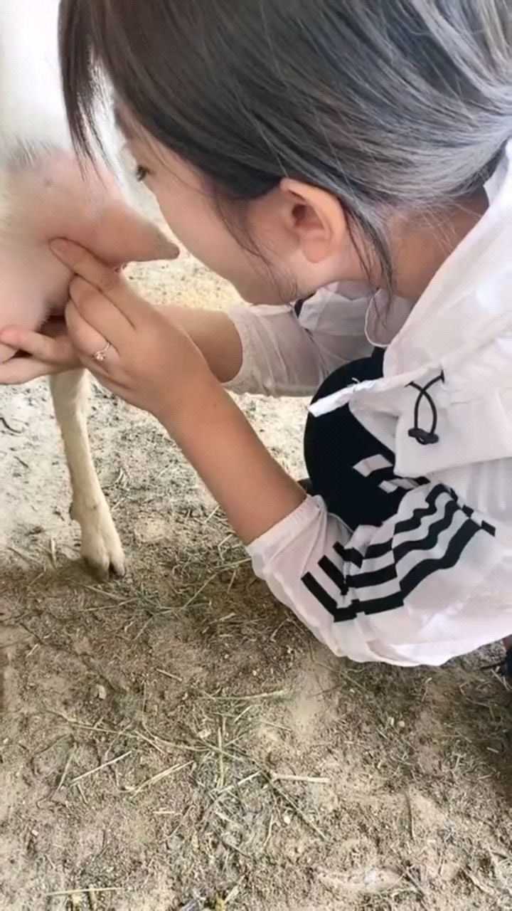 美女在线挤奶看这动作就是经验人山羊的奶汁看着就好
