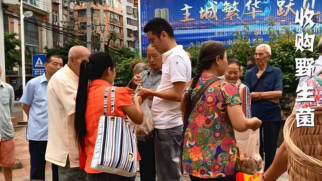 四川安岳,最贵野生菌大量上市,80块钱一斤,大老板全收购了