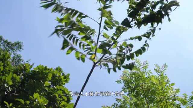 风味人间香料歧路 :刺檧煎蛋和炸刺檧叶,隔着屏幕都能闻到香味