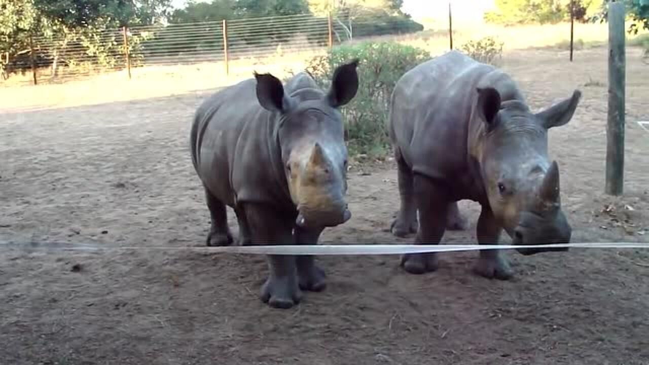 小犀牛的叫声原来这么萌